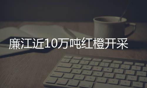 廉江近10万吨红橙开采上市